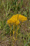 Low pinebarren milkwort